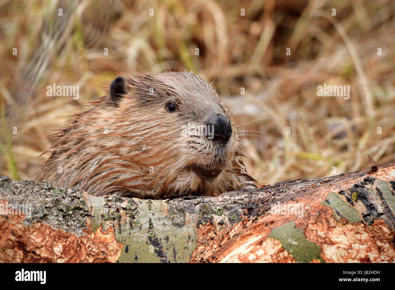 Ein Erwachsener Biber mit Blick auf einen Baum, den er ist gefallen und kaut die Rinde ab. Stockfoto