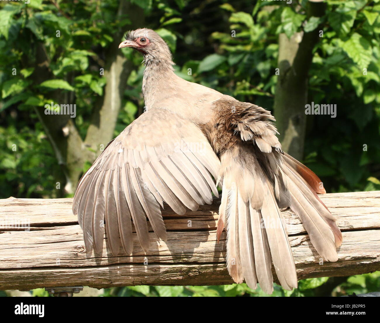 South American Chaco Chachalaca Geflügel (Ortalis Canicollis). Stockfoto