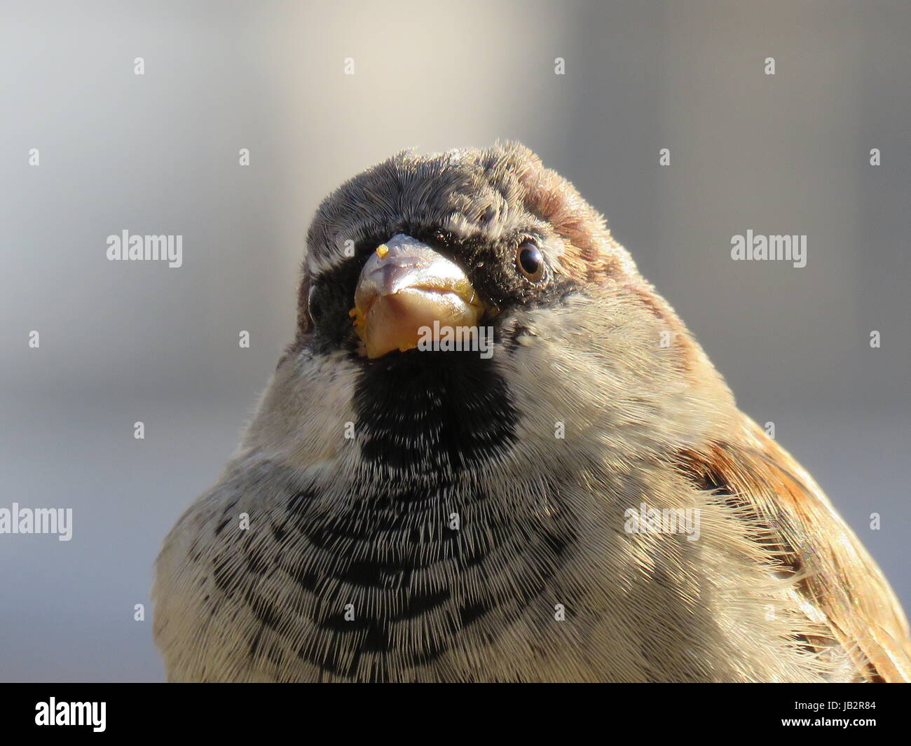 Haussperling Vögelchen (Passer Domesticus) - im Sommer, UK Nahaufnahme des Gesichts mit aus Fokus Hintergrund unscharf Stockfoto