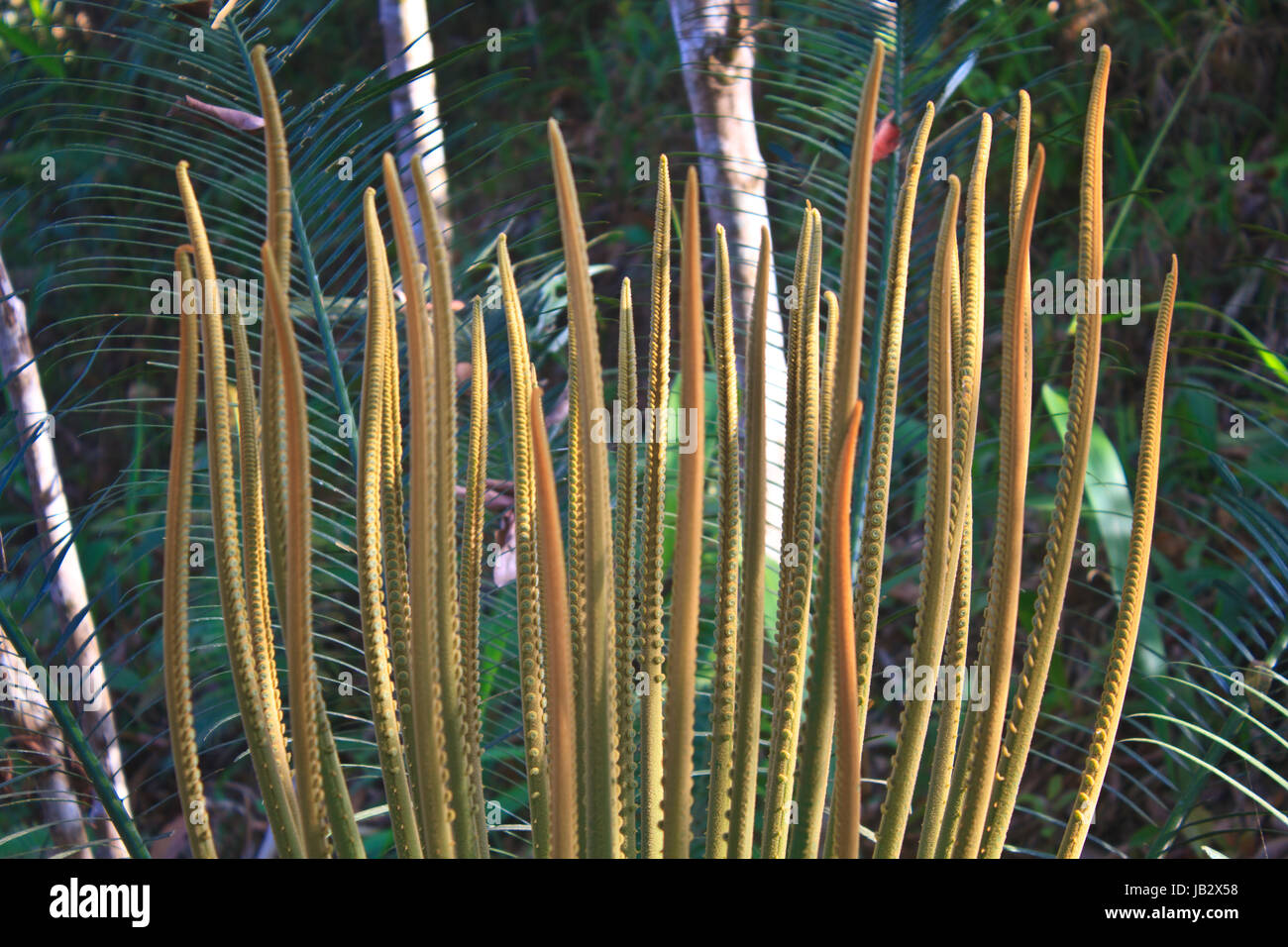 Cycad Austrieb im Frühjahr mit neuen Blättern Stockfoto