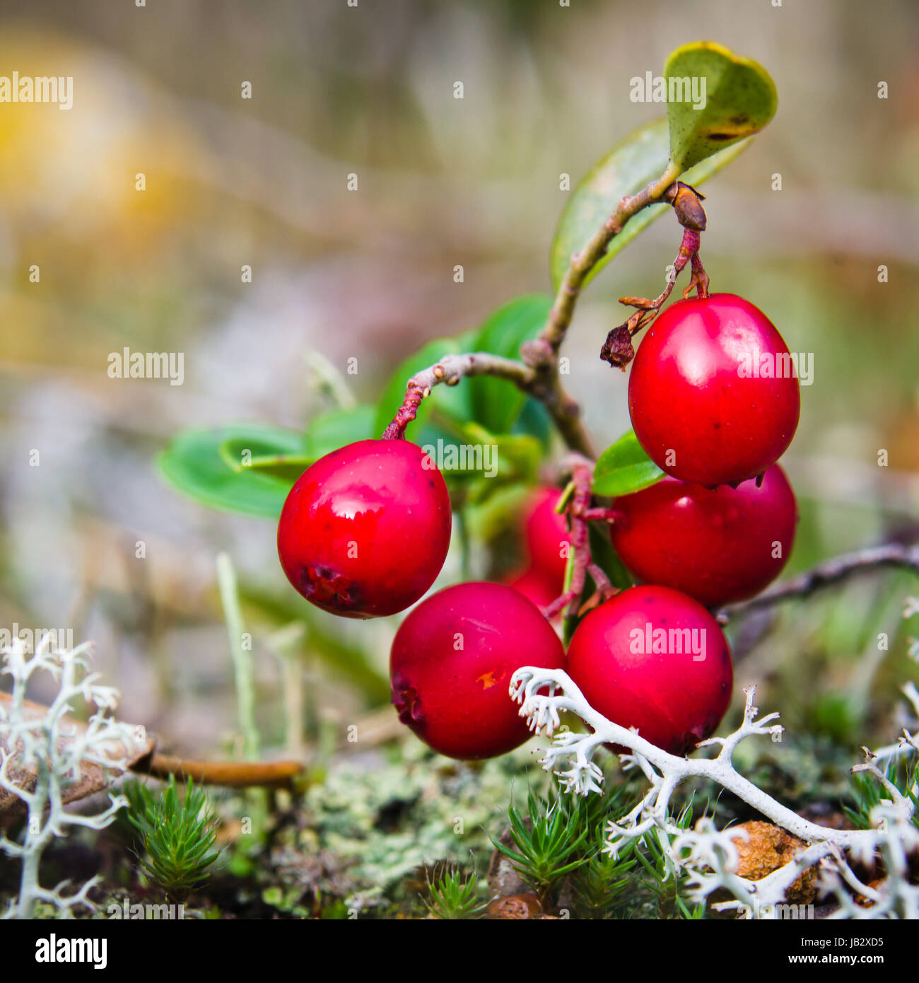 Rote Beeren der Preiselbeere an Sträuchern, eine enge Stockfoto