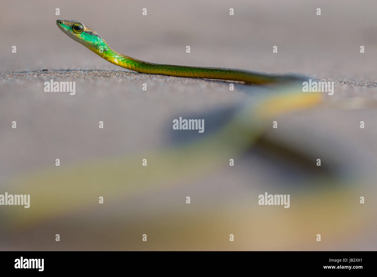 Schlangen der Gattung Leptophis sind schlank mit einem langen Schweif. Dieses Exemplar war für ein paar Minuten auf dem Sand des Strandes. Buenaventura, Valle del Cauc Stockfoto