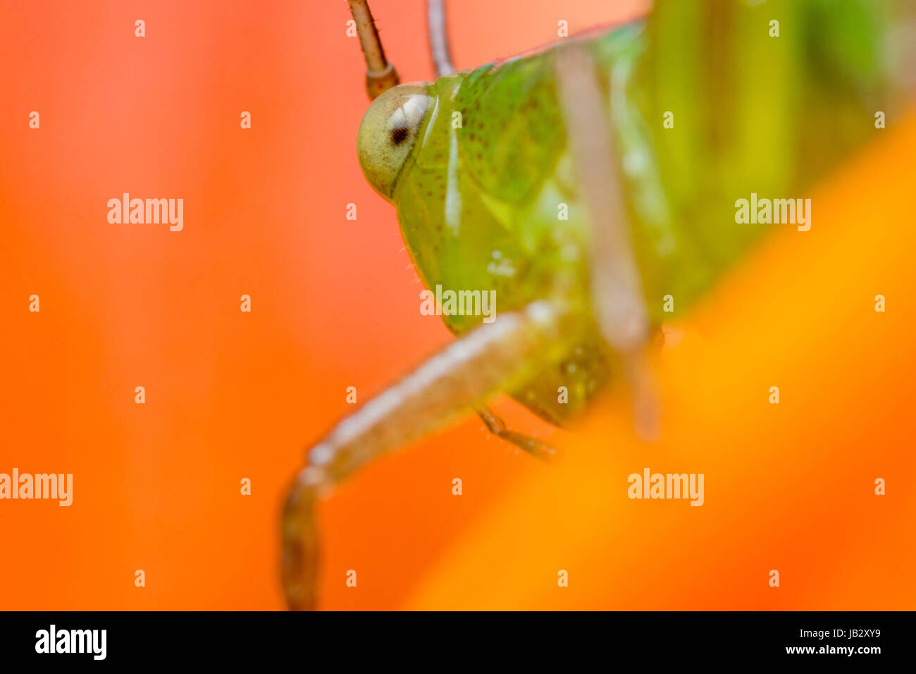 Auge des Grasshopper (Conocephalus) in Icononzo, Tolima, Kolumbien Stockfoto