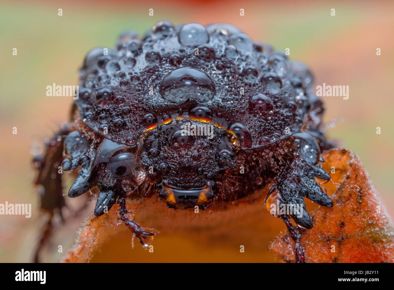 Skarabäus-Käfer (Onthophagini) mit Wassertropfen in Ihrem Körper. Tolima, Kolumbien Stockfoto