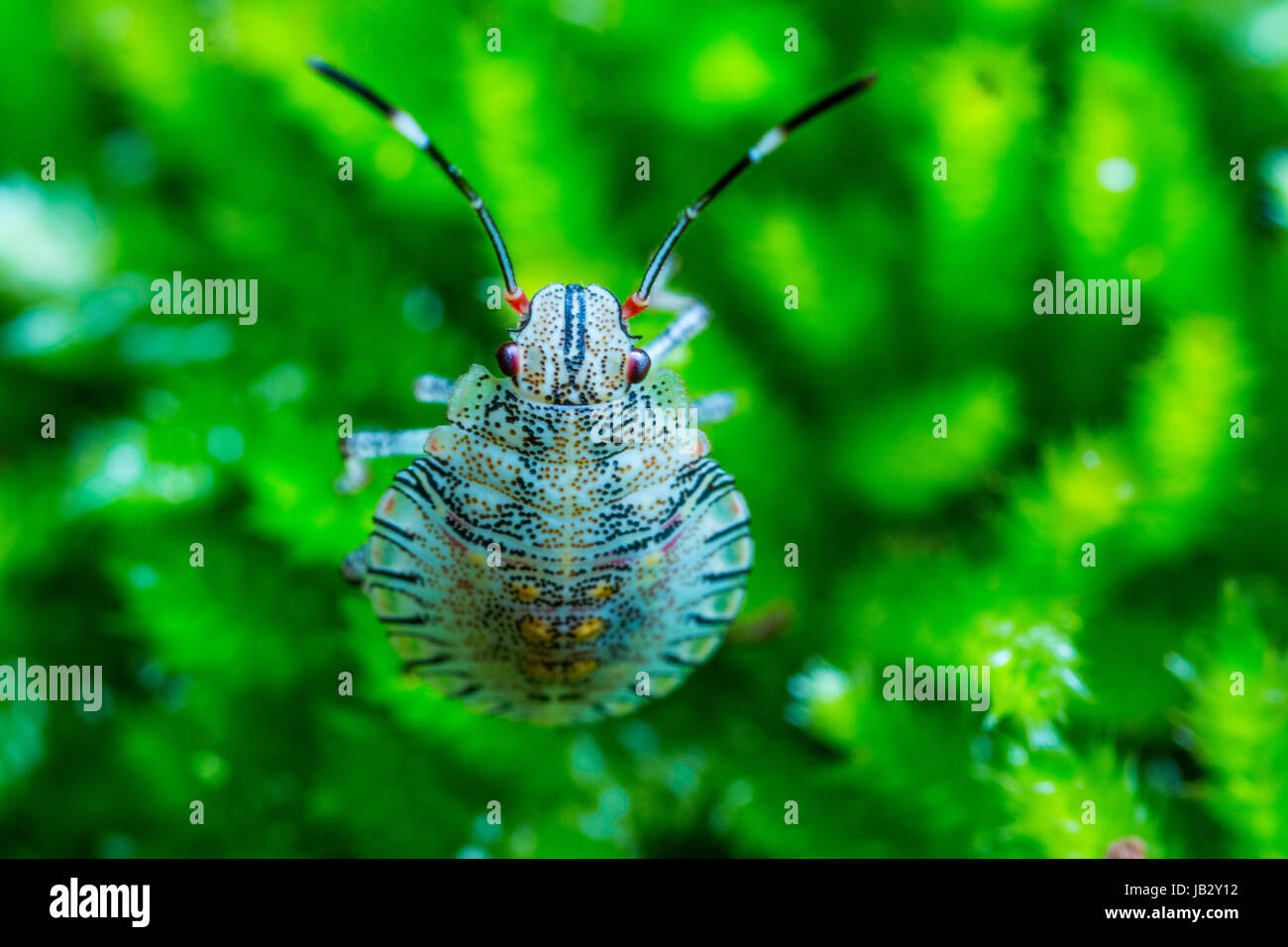 Eine bunte Stink Bug Nymphe (Pentatomidae) auf Flechten Stockfoto