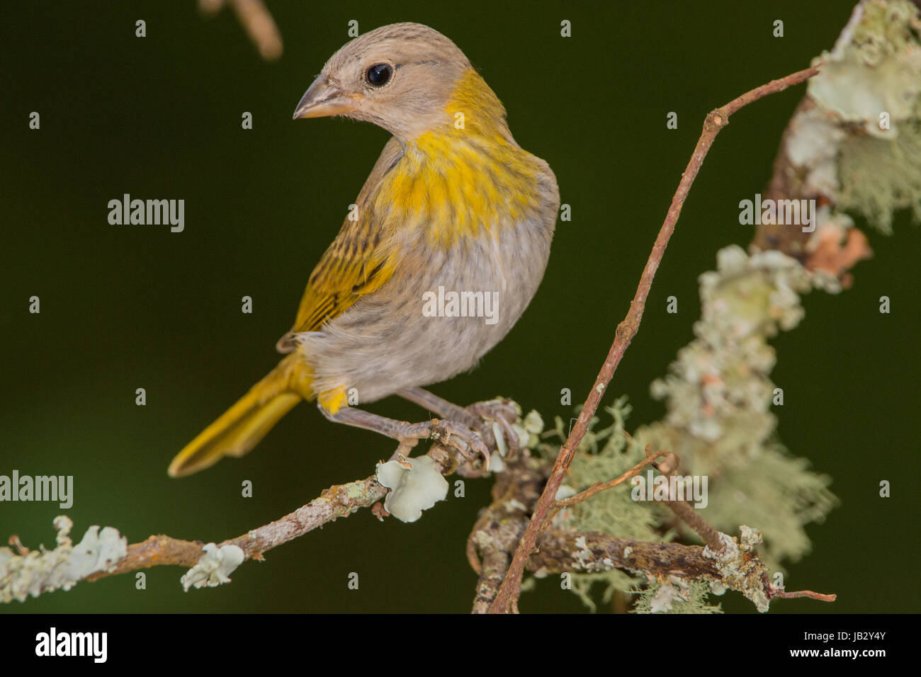 Juvenile von Safran Finch (Sicalis Flaveola) in Kolumbien Stockfoto