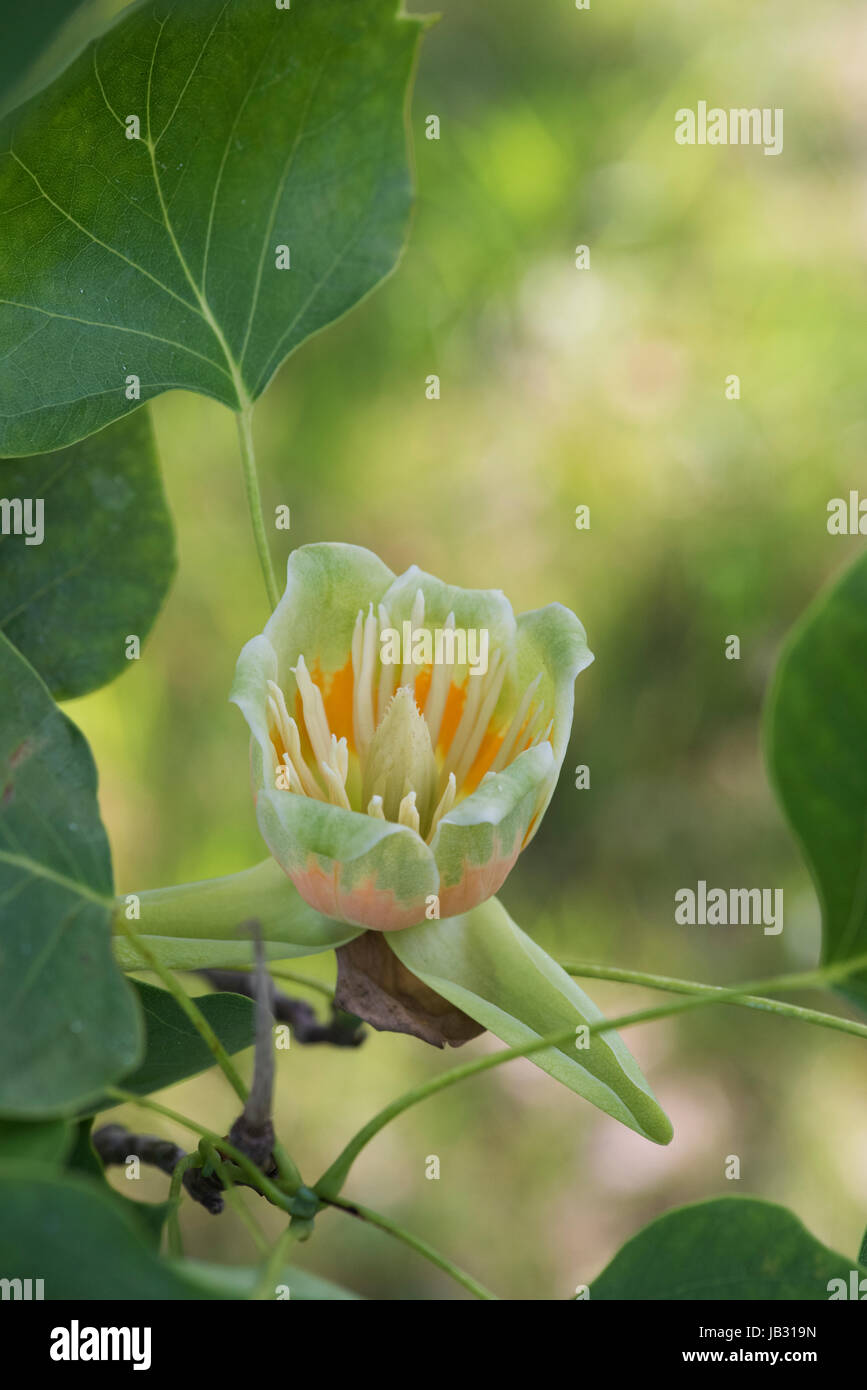 Liriodendron Tulipifera Fastigiatum Blüte. Tulpenbaum Blume Stockfoto