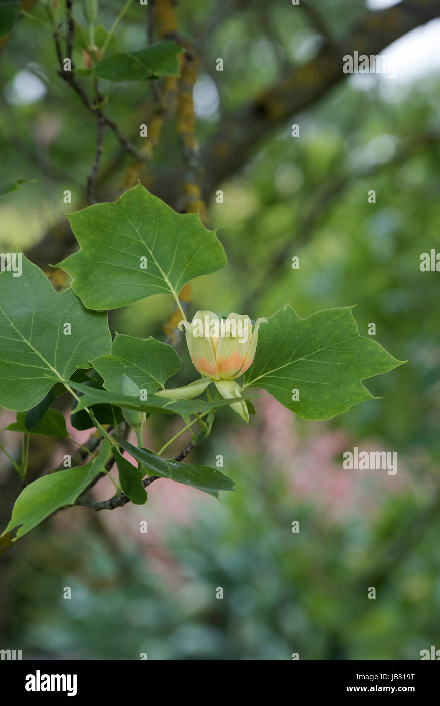 Liriodendron Tulipifera Fastigiatum Blüte. Tulpenbaum Blume Stockfoto