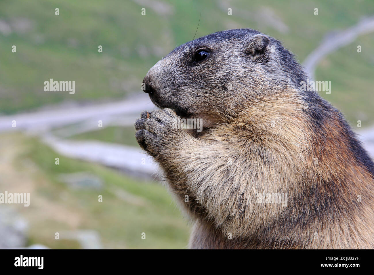 Alpenmurmeltier Stockfoto