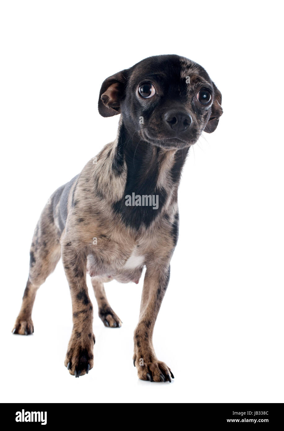 Porträt von einem süßen reinrassigen Welpen Chihuahua vor weißem Hintergrund Stockfoto
