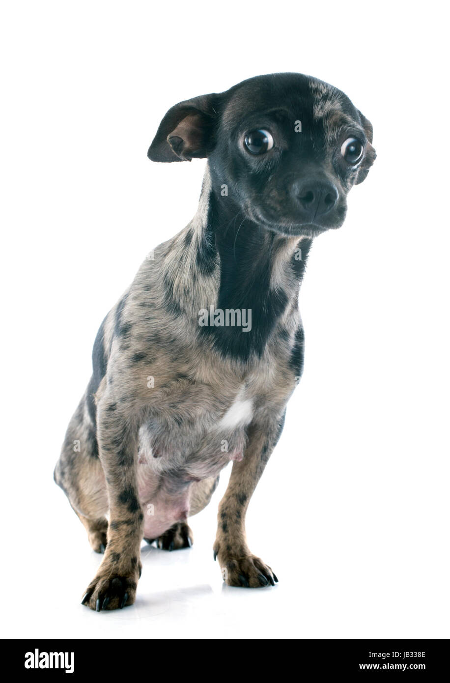 Porträt von einem niedlichen reinrassiger Chihuahua vor weißem Hintergrund Stockfoto