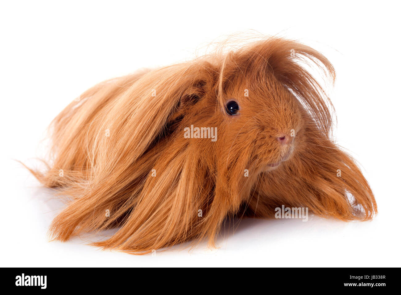 Peruanische Meerschweinchen vor weißem Hintergrund Stockfoto