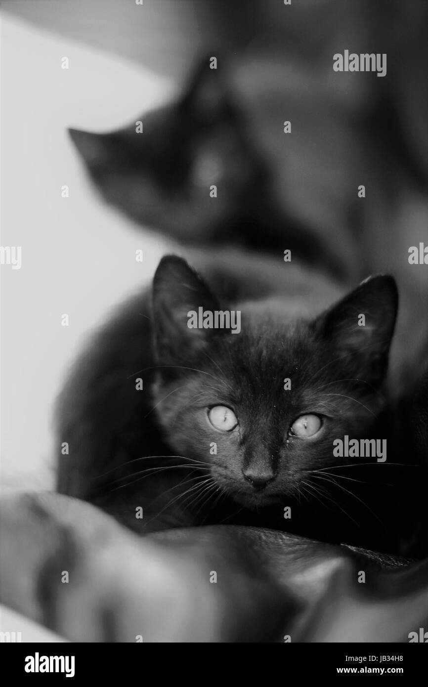 Zwei kleine schwarze Kätzchen liegend auf einem Kissen suchen, gekühlt und schläfrig Stockfoto