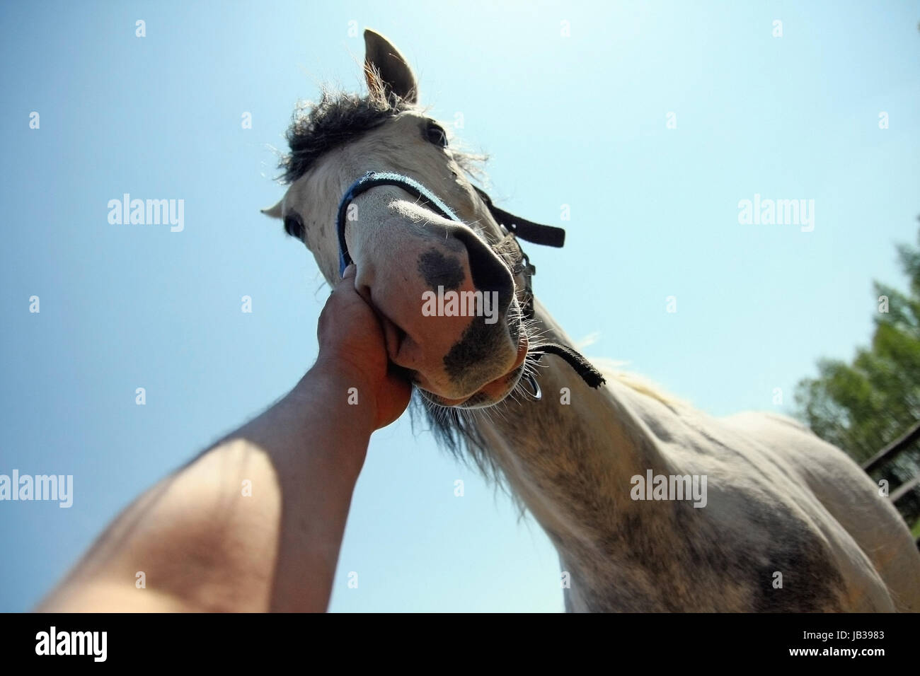 Hand des Mannes streicheln Pferd auf der Nase Stockfoto