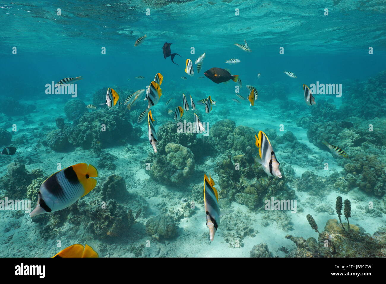 Tropische Fische unter Wasser in einer Lagune einer Französisch Polynesischen Insel, Pazifik Stockfoto