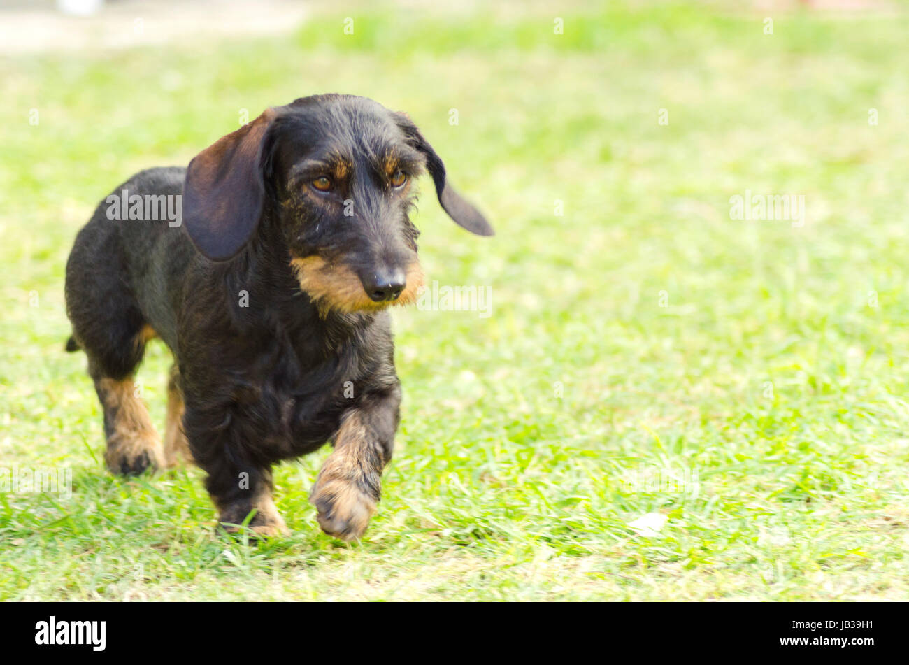 Eine junge schöne Apfelschimmel schwarz und Tan Drahthaar Dackel zu Fuß auf dem Rasen. Die kleinen Hot Dog Hund zeichnet sich als kurzen Beinen mit langen Körper, Spitzen Nase und schmale Build. Stockfoto