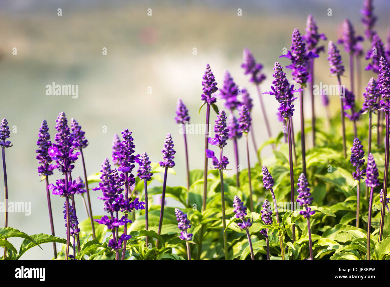 Wiese mit blühenden blauen Salvia Kräuter Blumen. Blaue Salvia ist die