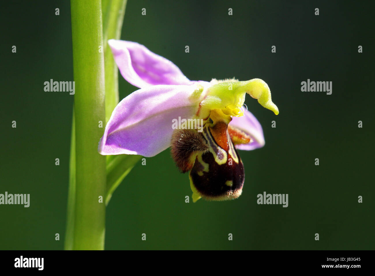 Native Bienen-ragwurz ophrys apifera Stockfoto