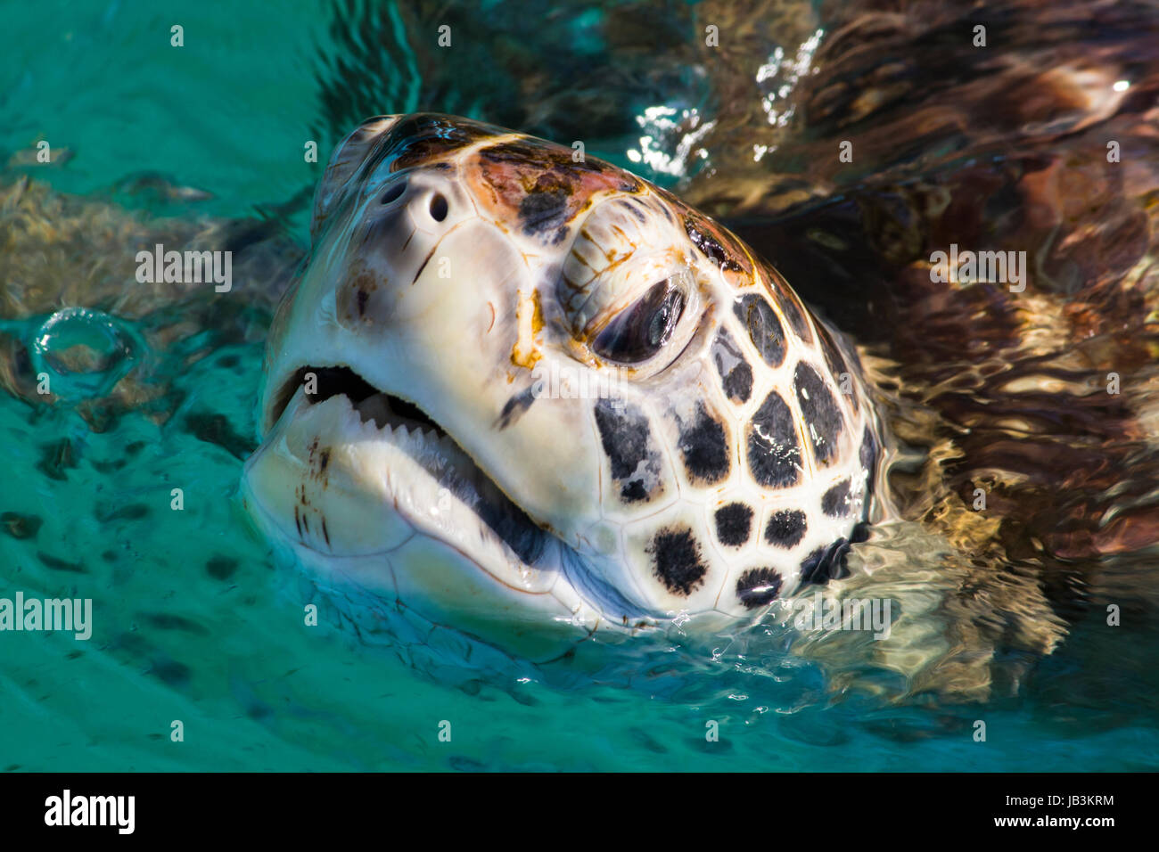 Grüne Schildkröte Kopf hob zu atmen Stockfoto