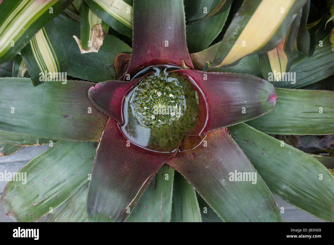 Kannenpflanze im Gewächshaus im Nebelwald Gardens by the Bay-Singapur Stockfoto