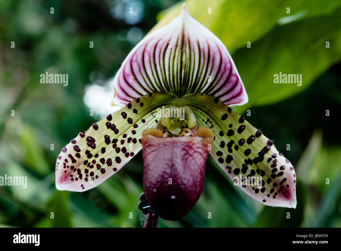 Lila Orchideen im Nebelwald Gewächshaus in Gardens by the Bay-Singapur Stockfoto