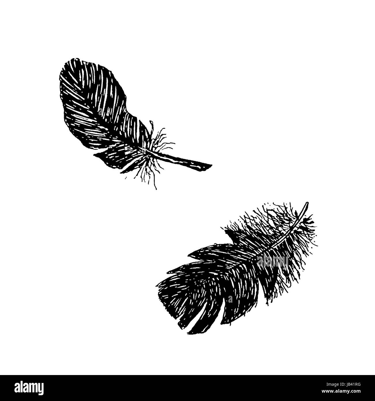 Zwei schwarze Featers auf weißem Hintergrund. Bleistift-Skizze Stock Vektor