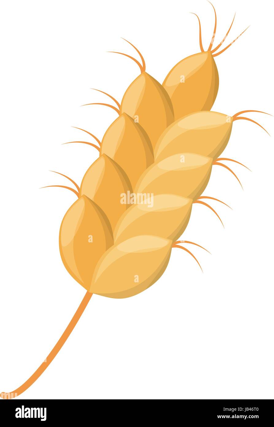 Weizen Getreide Gerste Vektor Illustration Grafik Design-Ikone  Stock-Vektorgrafik - Alamy