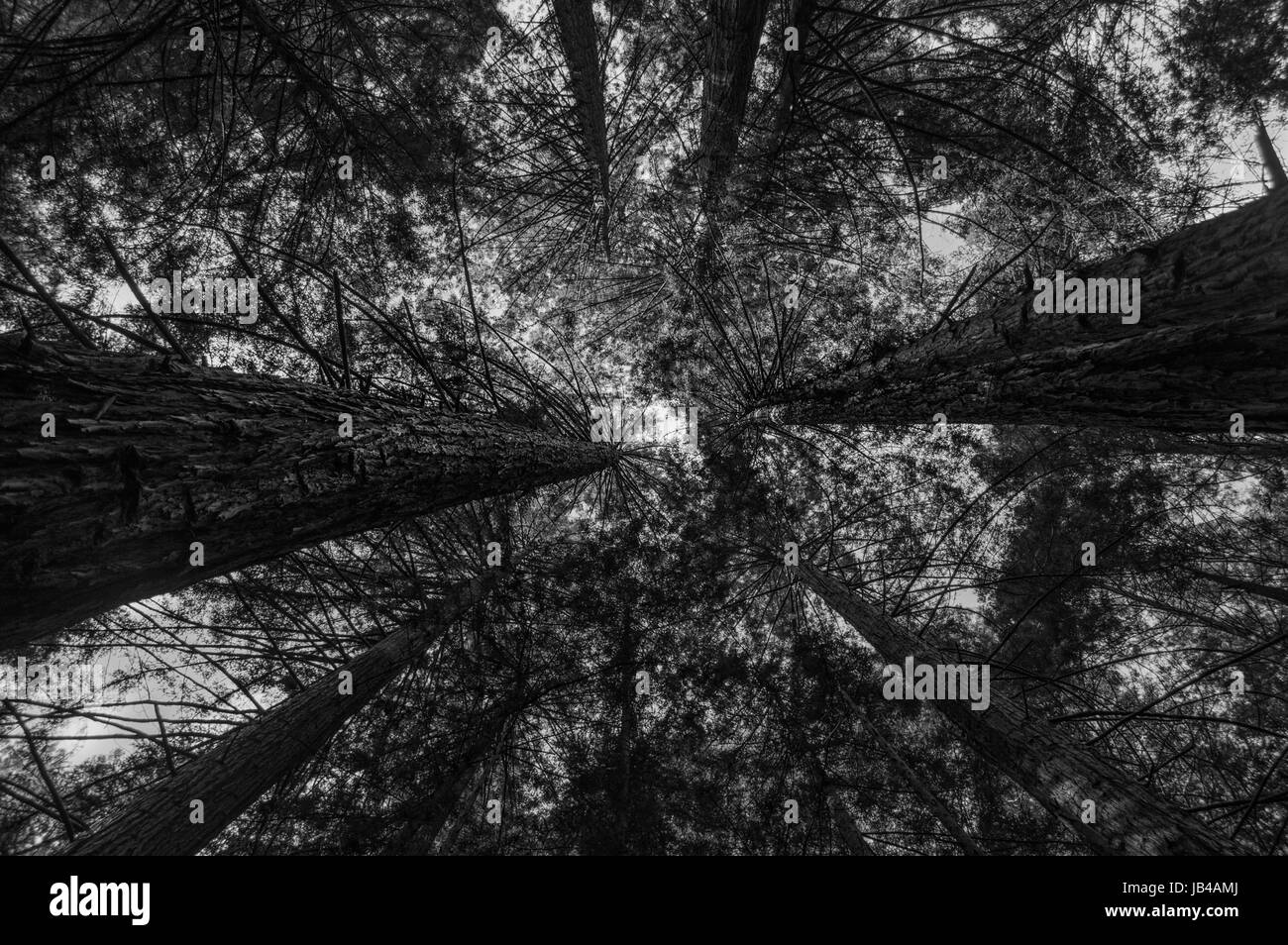 Redwood-Bäume in den Himmel führt Stockfoto