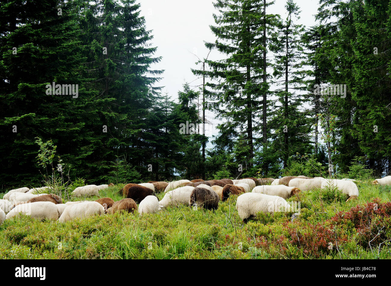 Weiße Und Braune Schafe Auf der Futtersuche bin Waldrand White und braune Schafe auf der Suche nach Nahrung am Rande des Waldes Stockfoto