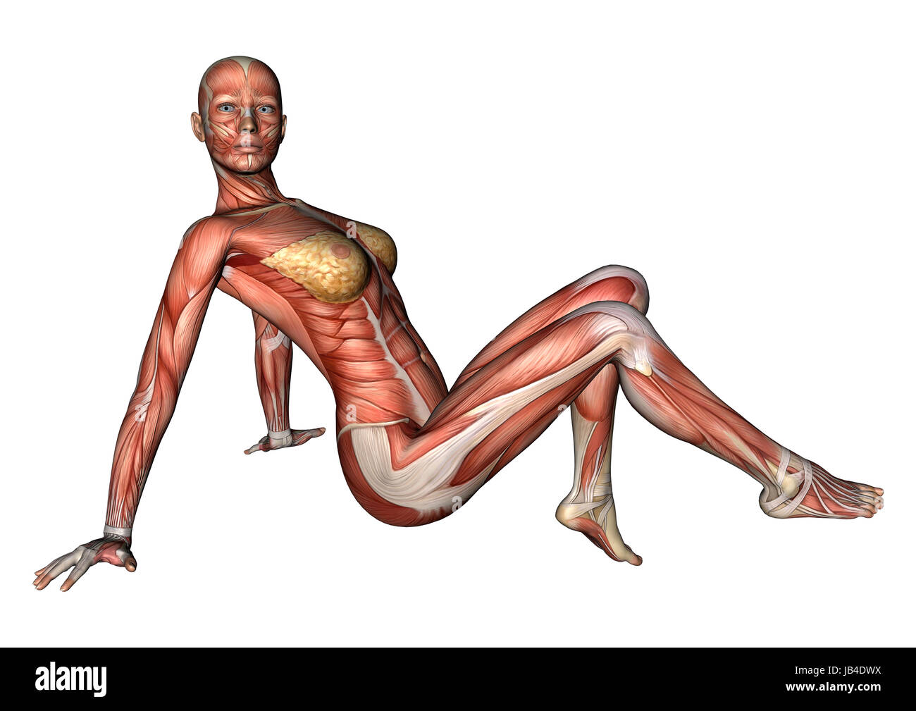 Digitale 3D render eine sitzende weibliche Anatomie Figur mit Muskeln Karte isoliert auf weißem Hintergrund Stockfoto