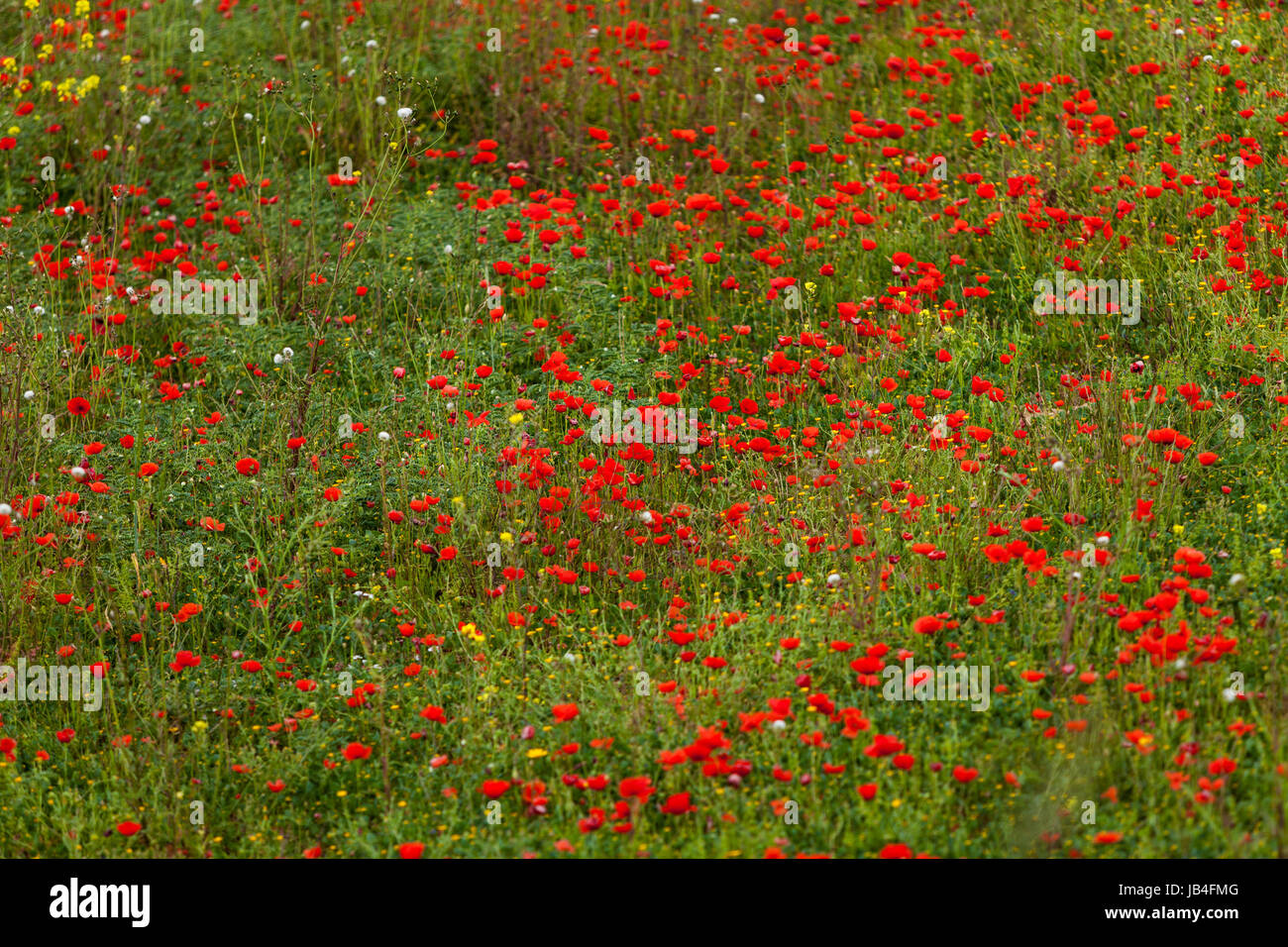 Blühender Roter Mohn Blumen Im Feld Sommer Im Freien Landschaft hintergrund Stockfoto