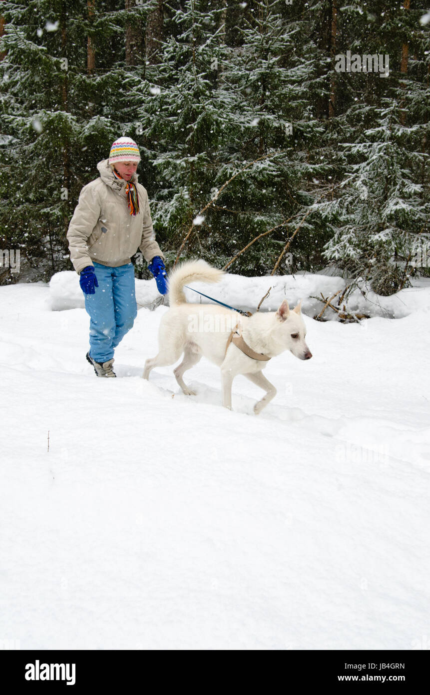 Frau mit einem weißen Hund auf einem Spaziergang in den Wäldern während eines Schneefalls Stockfoto