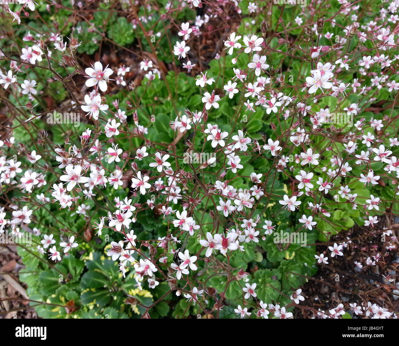 Kleine weiße Blume mit roten Staubfäden Stockfoto