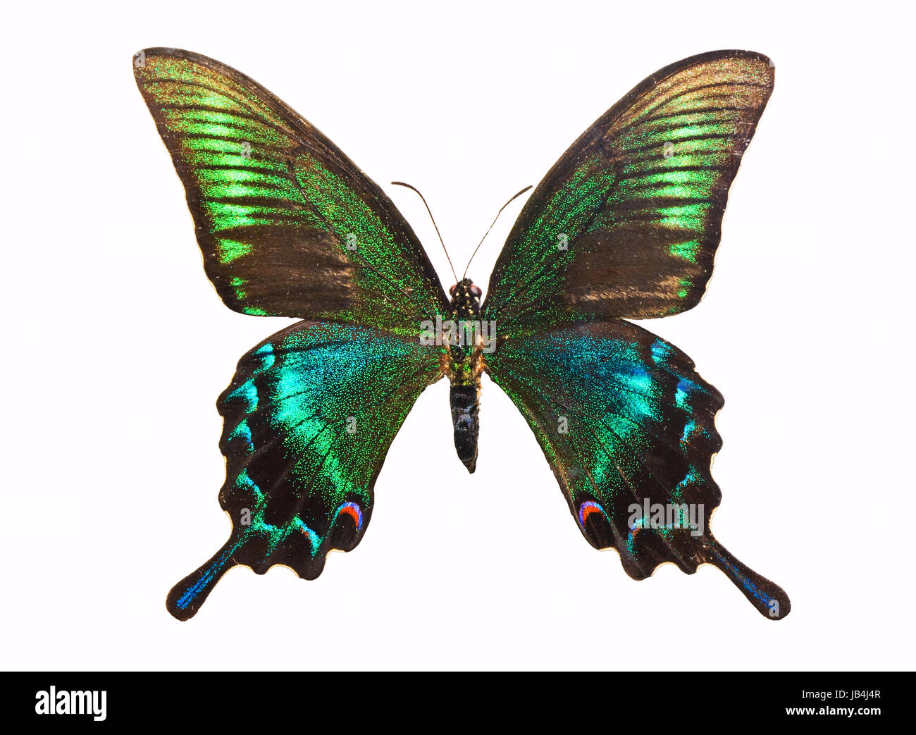 Wunderschöner tropischer Schmetterling Papilio Bianor isoliert auf weißem Hintergrund Stockfoto