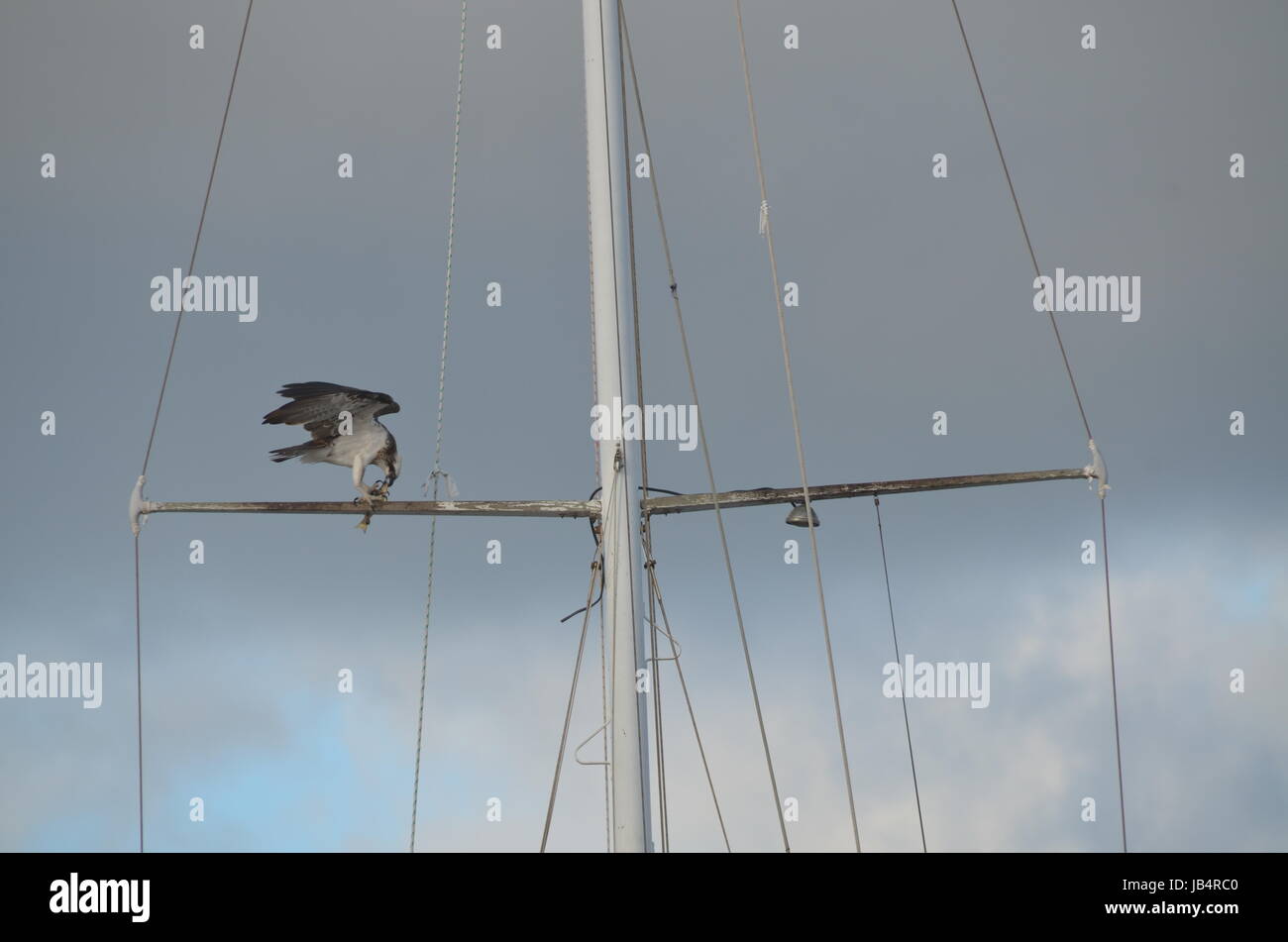 Osprey mit Fisch essen auf der selgelschiffmast Stockfoto