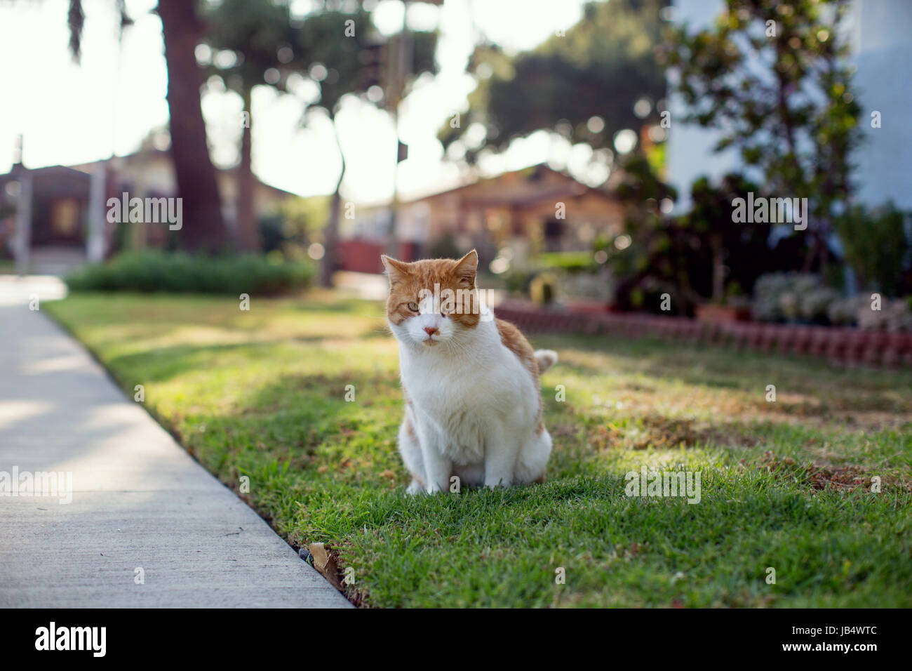 Orange-weiße Tabby Katze urinieren auf einem Rasen beim Blick in die Kamera. Goldenes Licht, sonnigen Nachmittag. Stockfoto