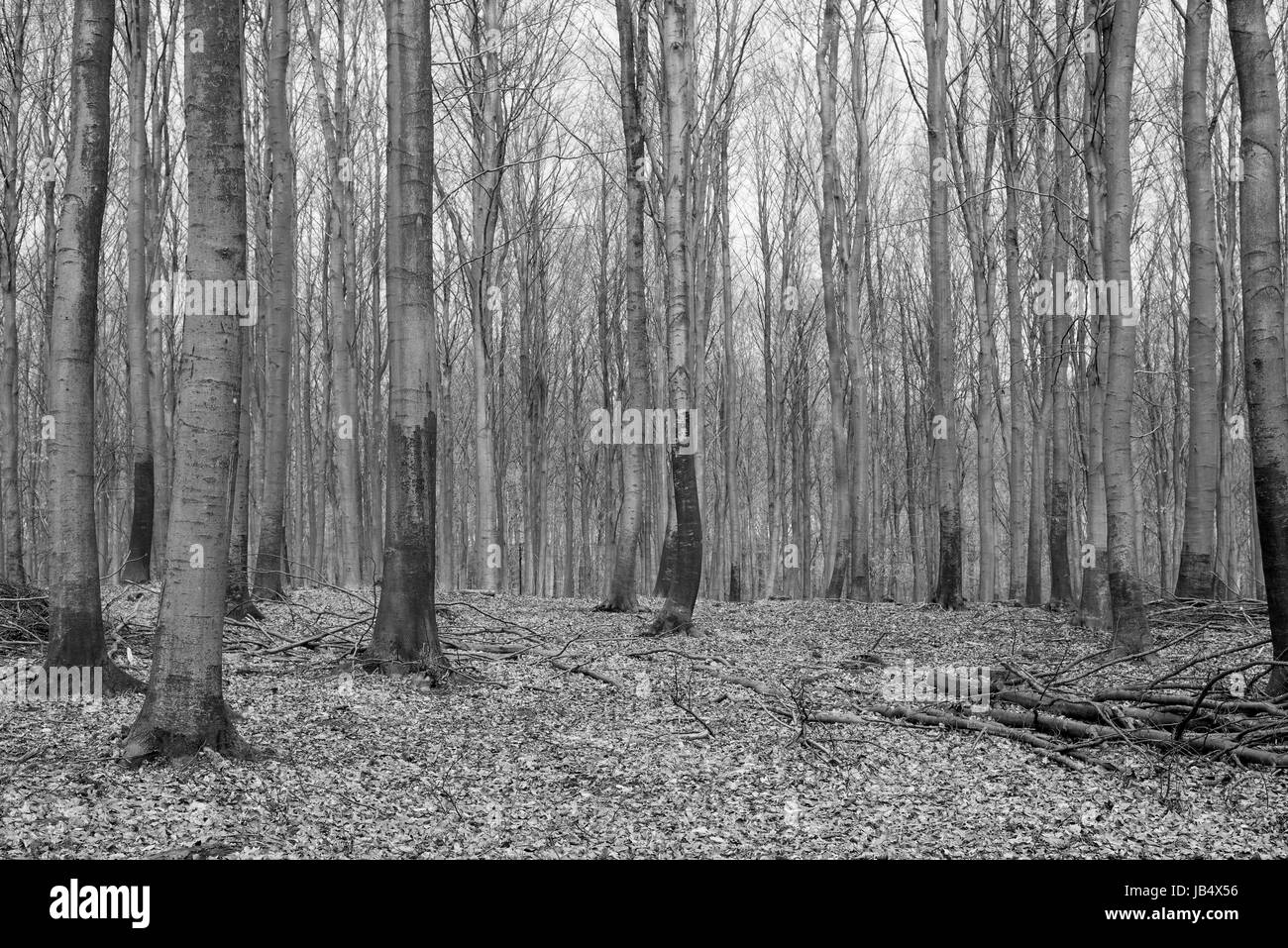 Hellen Buchenwald im Frühjahr ohne irgendwelche Blätter noch schwarz / weiß Stockfoto