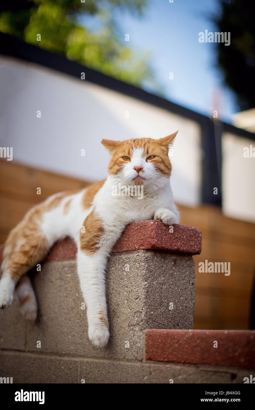 Orange-weiße Tabby Katze liegend auf einer Betonwand in einer Gegend mit einem komischen Ausdruck und Beine herabhängen. Stockfoto
