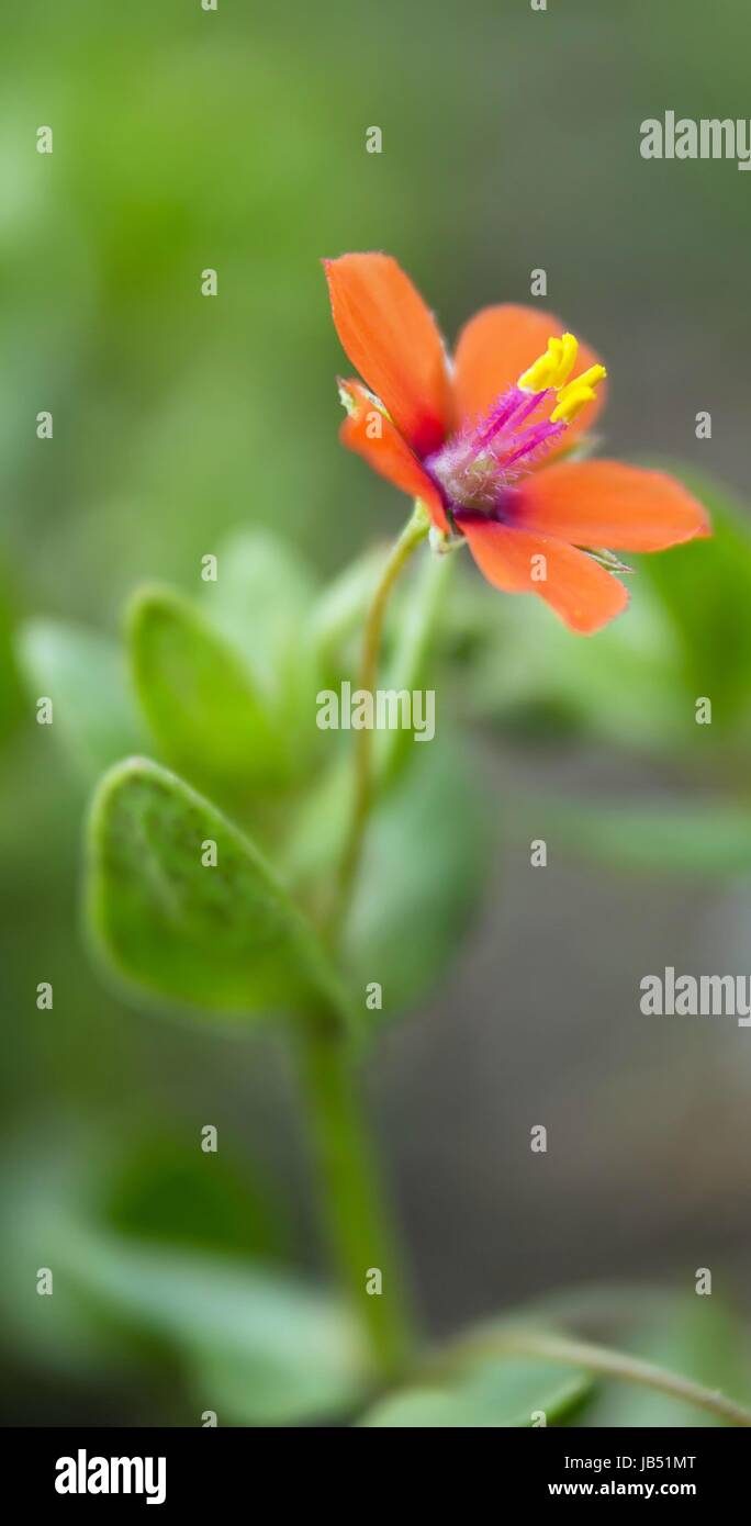 Acker gauchheil Fotos und Bildmaterial in hoher Auflösung Alamy