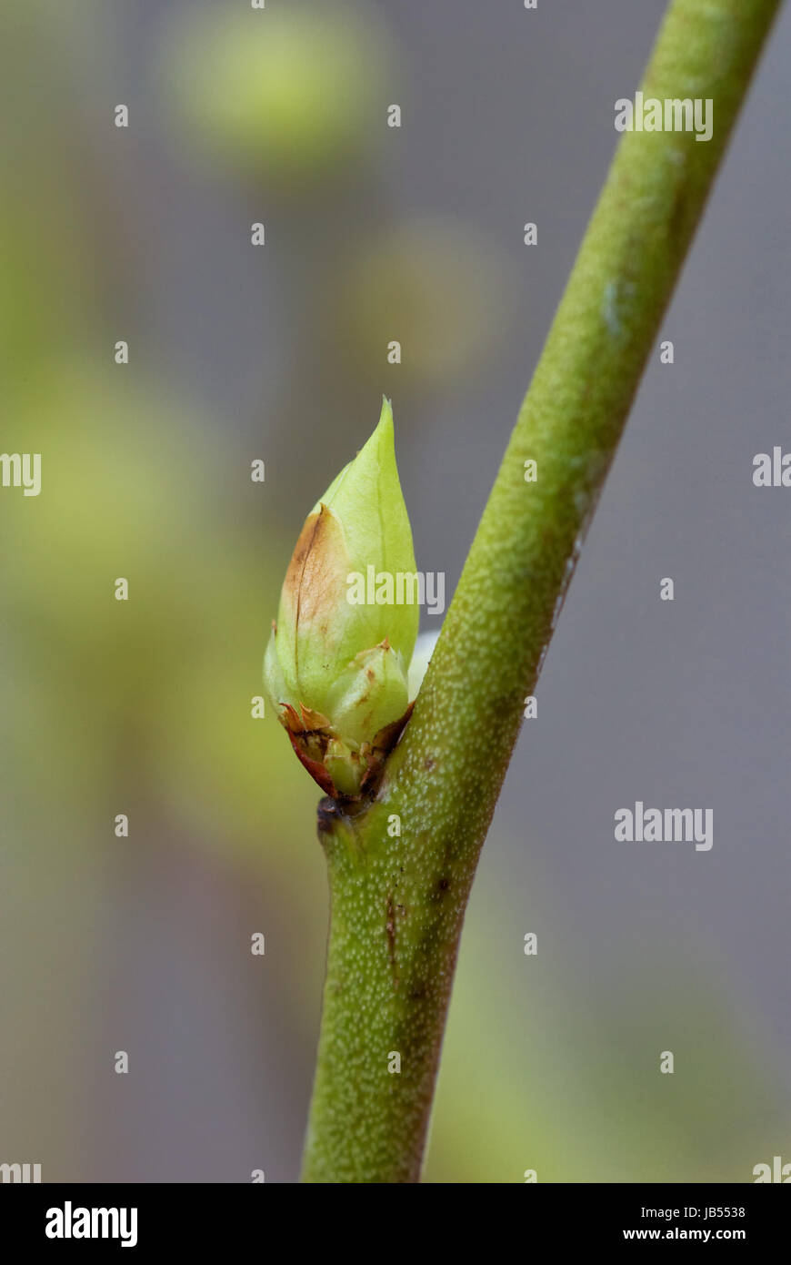 Der Frühling Erwacht in der Natur Stockfoto