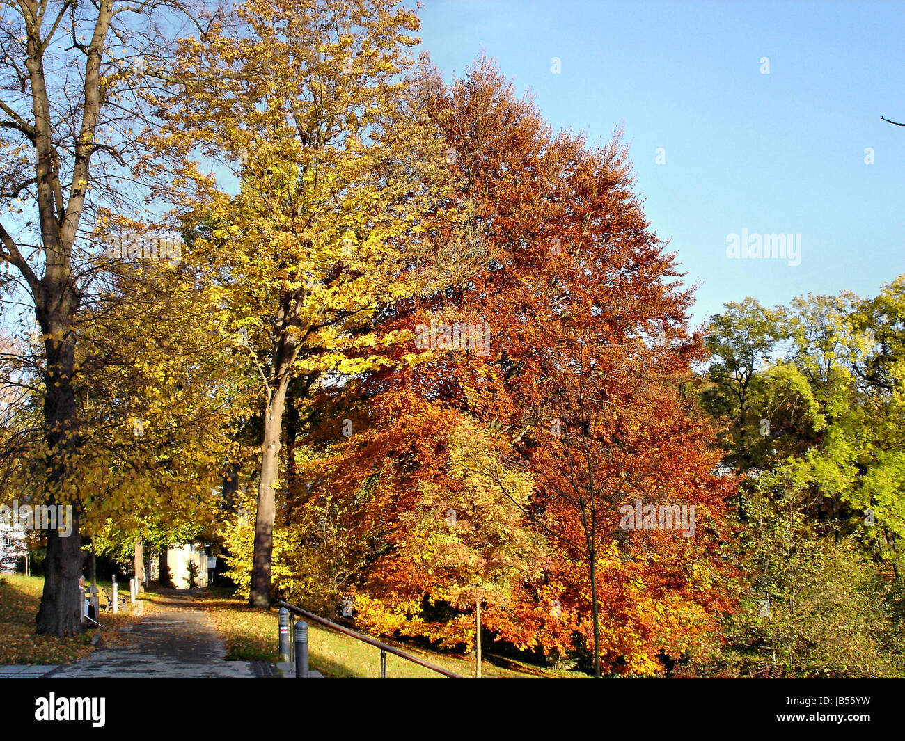 Herbst im Park Stockfoto