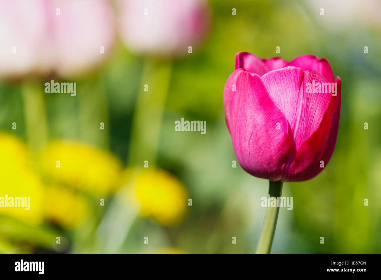 Schöne lila Tulpe in voller Blüte im Frühjahr. Stockfoto