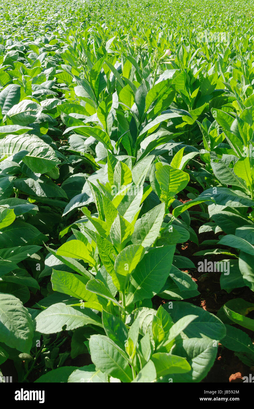 Tabakplantage Im Vinales Tal, Kuba. Stockfoto