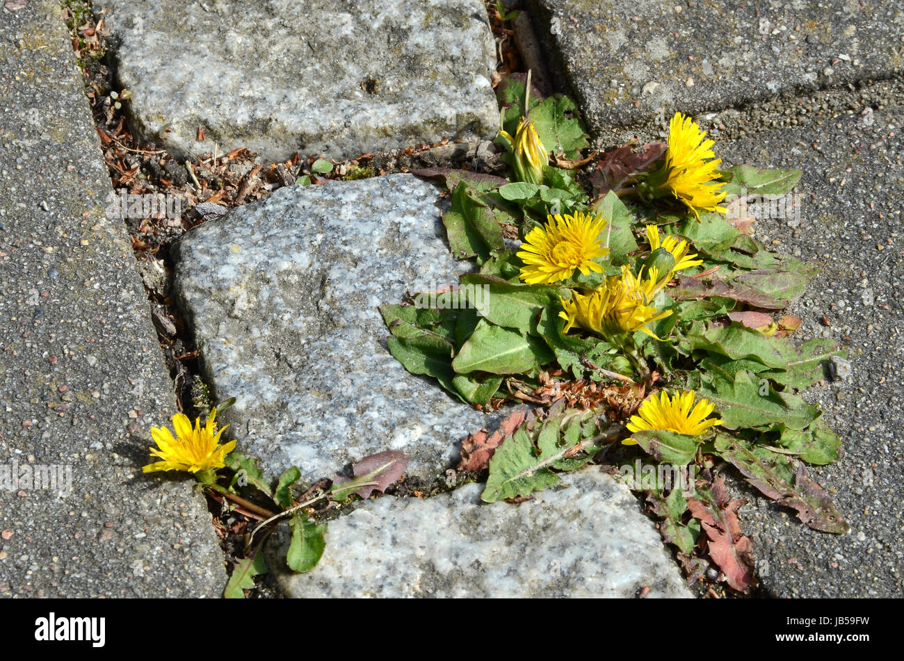 Löwenzahn wachsen in den Räumen zwischen Platten und Pflastersteine. Stockfoto