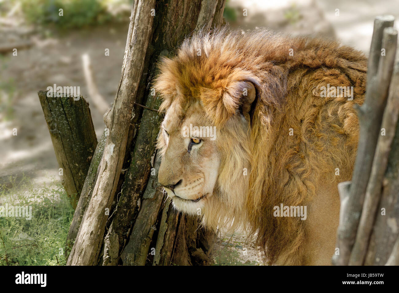 Bild eines großen Löwen peeking out hinter einem Baum Stockfoto