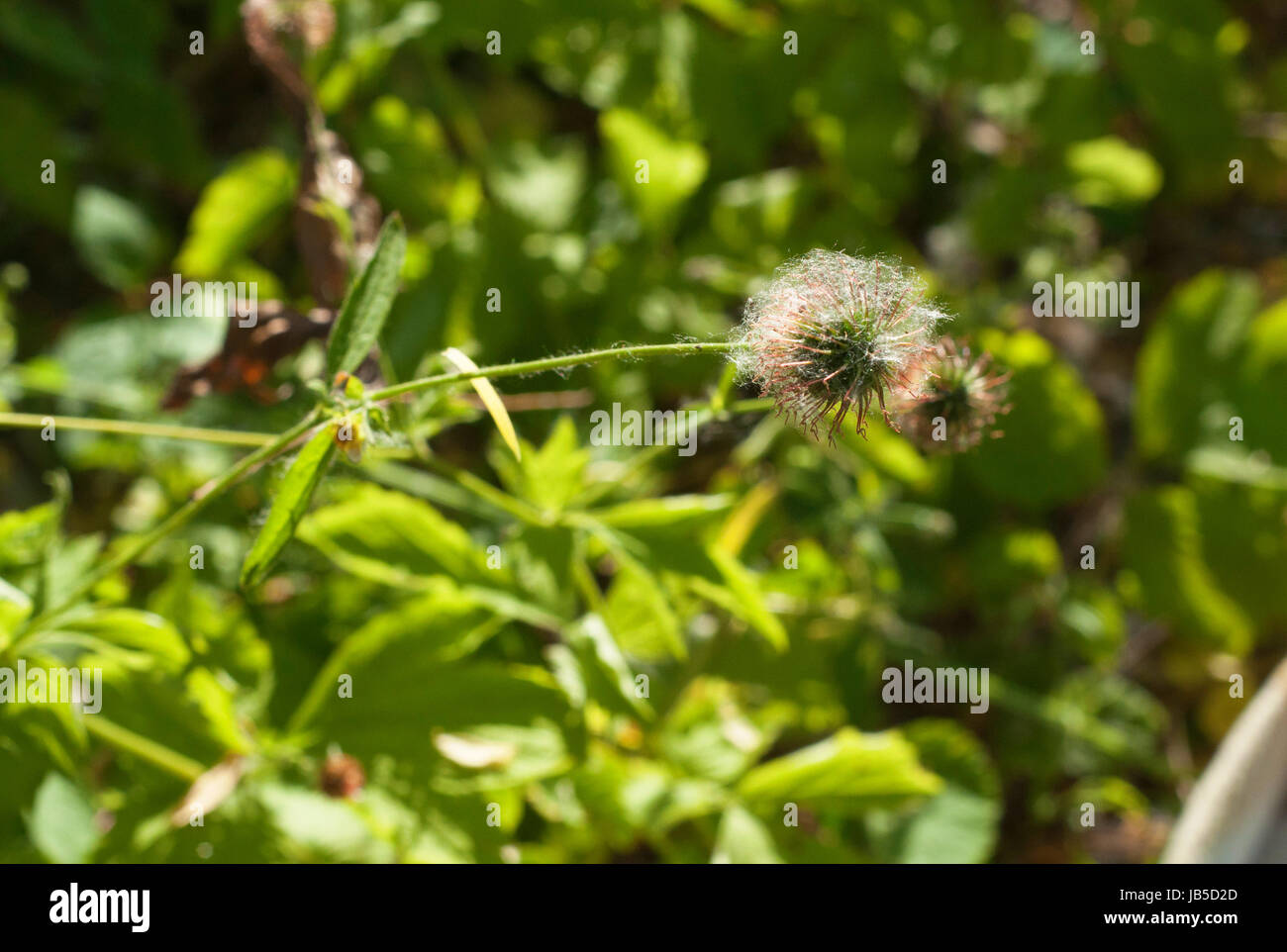 Pflanze mit Flusen auf dem grünen unscharfen Hintergrund bedeckt Stockfoto