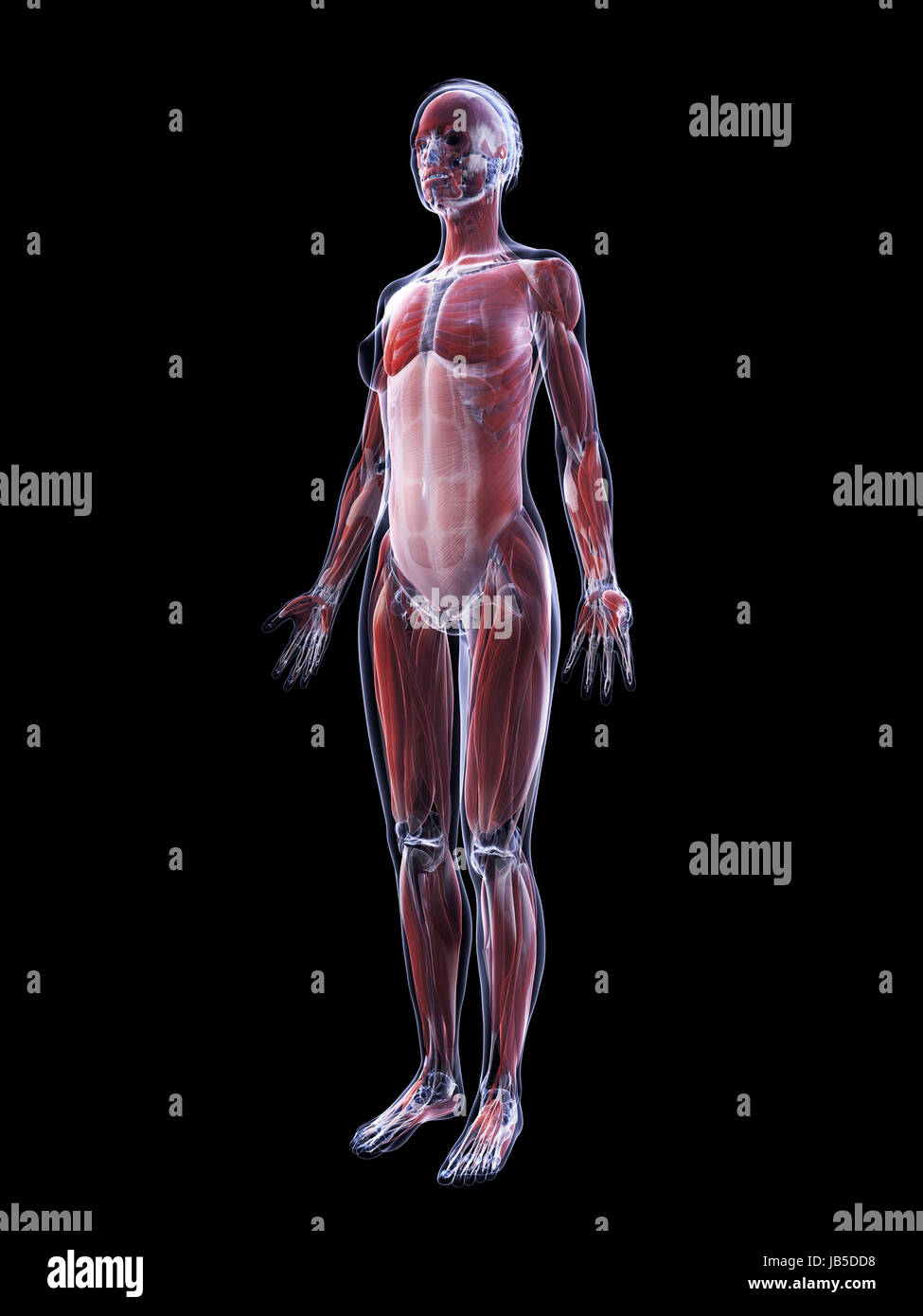 3D gerenderte Darstellung der das weibliche Muskelsystem Stockfoto