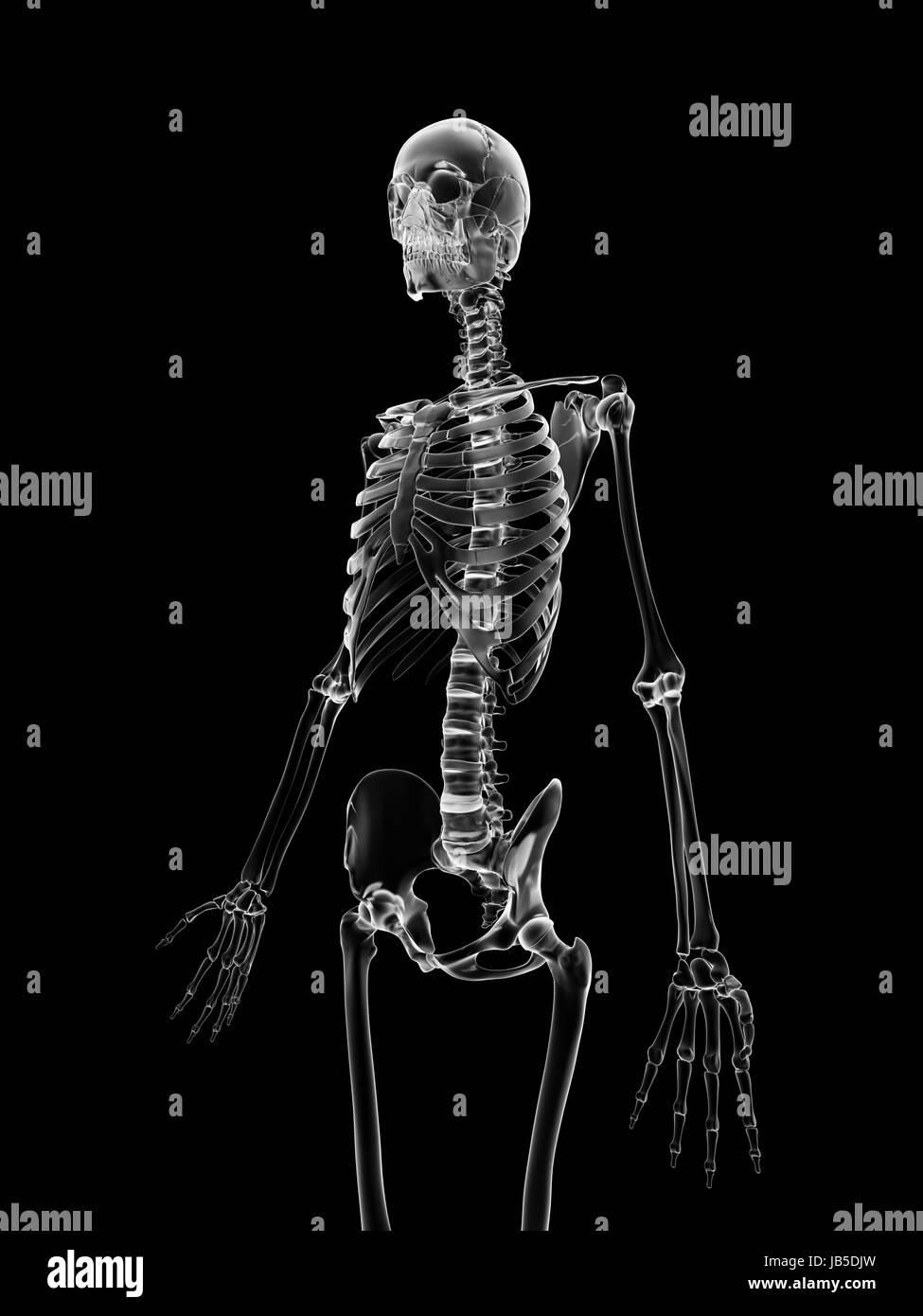 medizinische Illustration des Skeletts Stockfoto