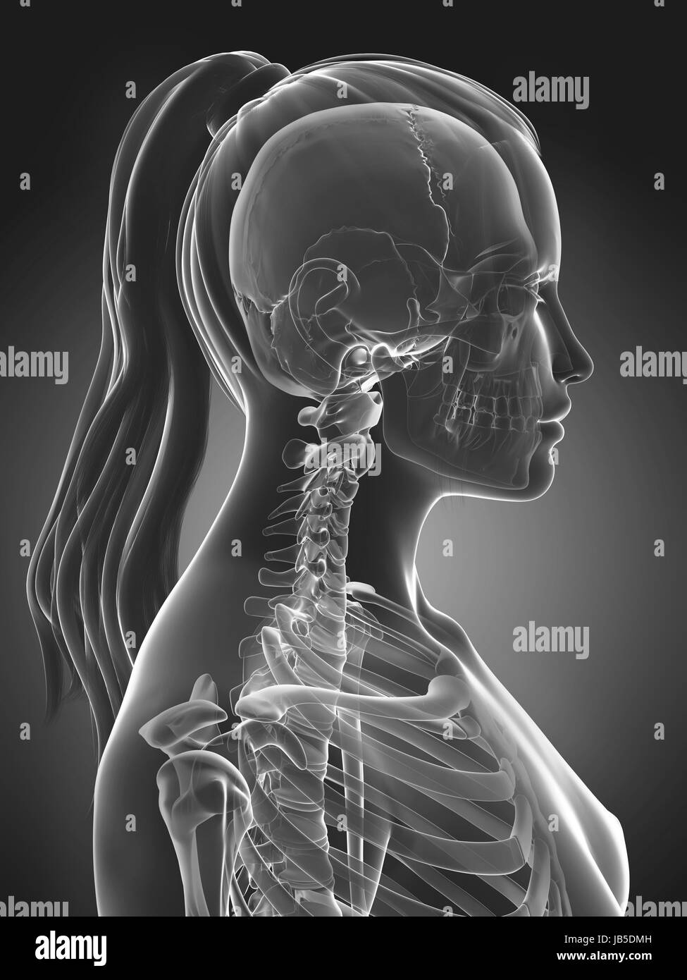 3D gerenderte Darstellung eines weiblichen Schädels Stockfoto