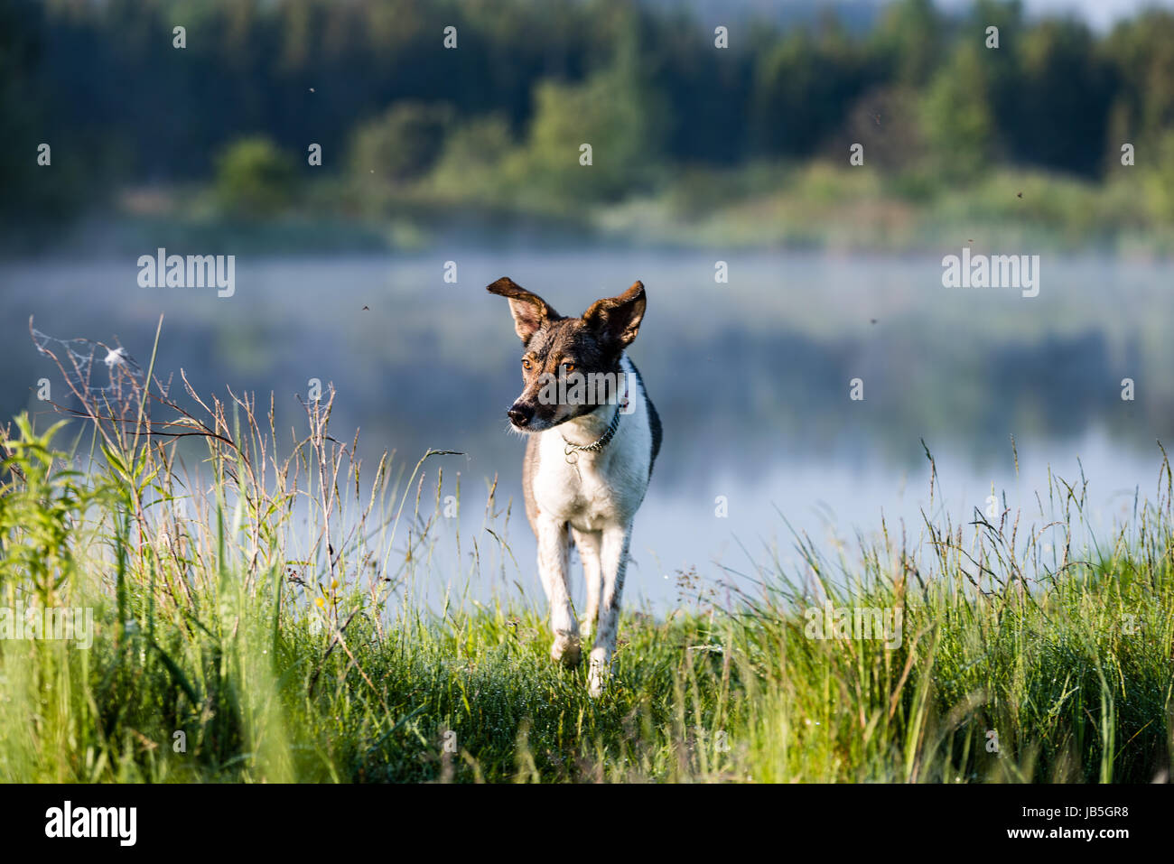 Reflexionen der Waldbäume im Seewasser bei strahlender Sonne im Sommer und grünem Laub Hintergründe und schönen Hund im Vordergrund Stockfoto